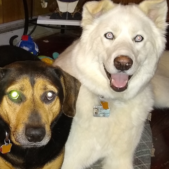 Meet your Posher, Sherry - Picture 1 of 1